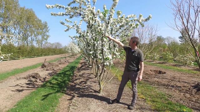 Malus 'White Angel' - Van den Berk over Bomen смотреть онлайн