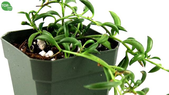 10 Hermosas suculentas colgantes смотреть онлайн