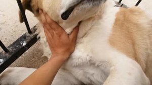 Казак Тобеты Казахские Волкодавы Спящие Собаки они похожи на Алабаев