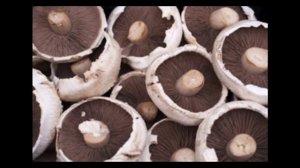 Полезные и лечебные свойства грибов  лучше многих лекарств