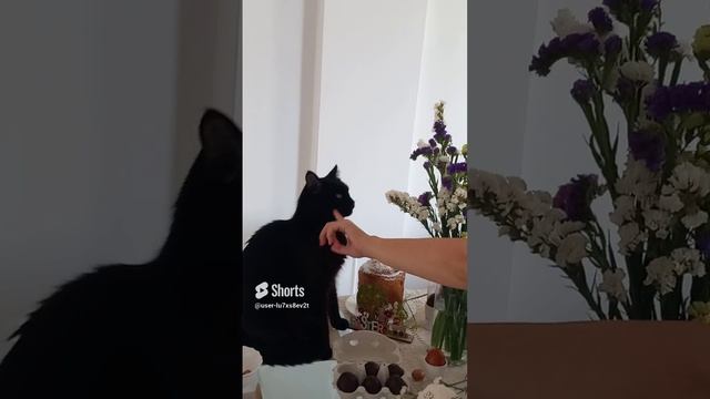 Кот Бэтмен ест цветы на пасхальном столе, животные, любит кушать цветы. Залез пока ни кто не видел