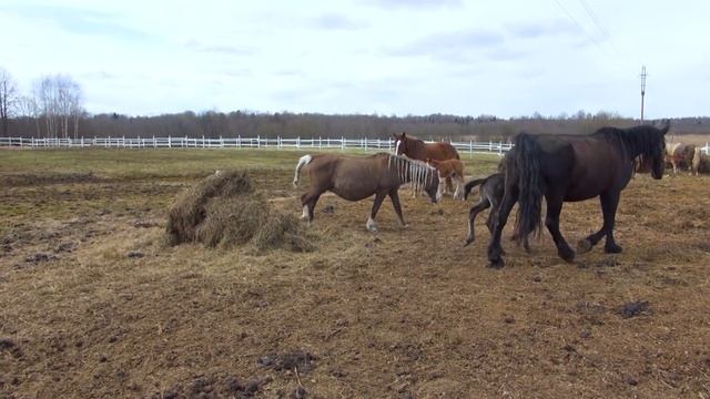 Возвращение лошади с жеребенком в табун. Троя. смотреть онлайн