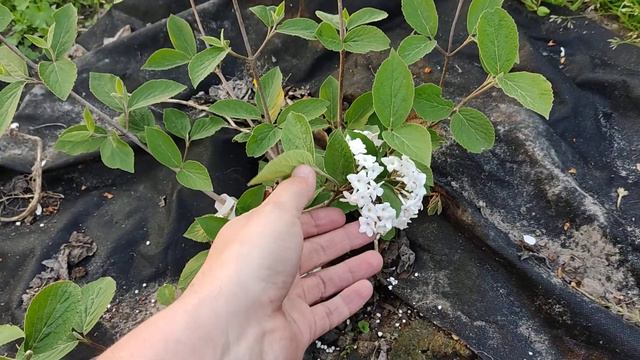 Калина Карльса Juddii(Viburnum carlesii Juddii) смотреть онлайн