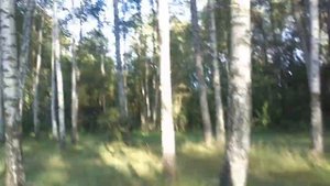 Берёзовая роща