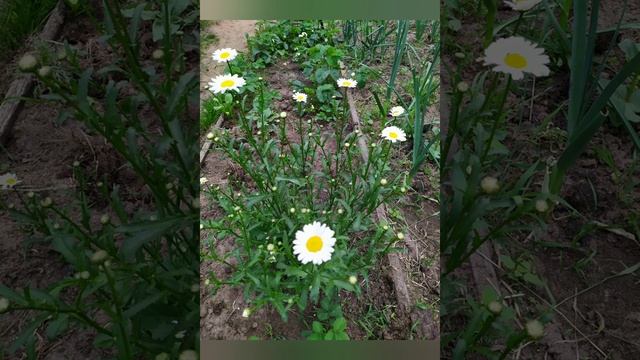 #15июня - Вьюн Зелёный, день Никифора смотреть онлайн