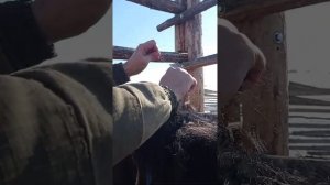 Крепление GPS ошейника на лошади.