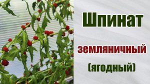 Шпинат земляничный (ягодный). Что это. Какой на вкус. Как размножается. Уход.