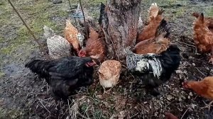 КАК БЫСТРО ПРОПОЛОТЬ КЛУМБУ