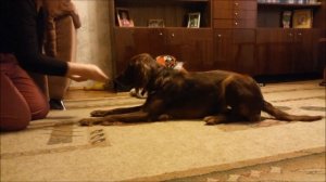 Ирландский сеттер 12мес. (дрессировка)