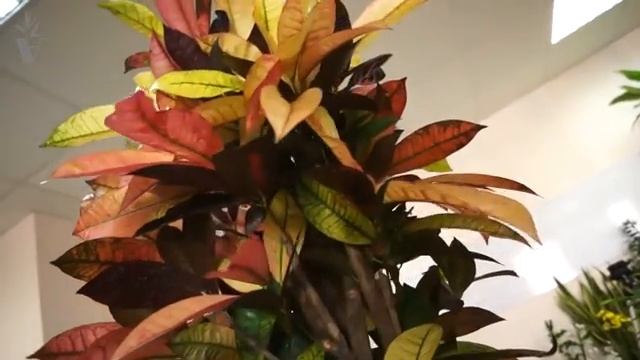 ARTPLANTS - Кодиеум смотреть онлайн