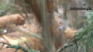 Валка леса компания "Зимница"