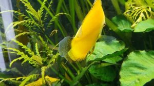 Карантин. Дискусы в аквариуме 250×60×50 на 750 литров. Часть 38.