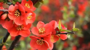 Гасан Гайдаров  (скрипка)  skripka Gasan Gaydarov