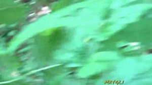 Королевские опята