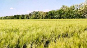 обзор двух сортов озимого ячменя, сорт базальт и безостый