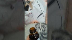 5 запахов которых кошки терпеть не могут.