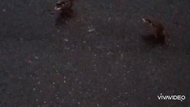 Водоём замёрз ?а утки не улетают смотреть онлайн