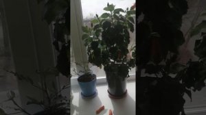 Опыление гибискуса самомтоятельно