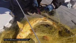Пятеро крымчан наловили осетра в Азовском море почти на 10 млн рублей
