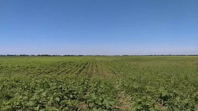 Друга міжрядна обробка соняшнику. ➤ Заросло дуже Берізкою смотреть онлайн