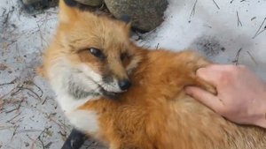 Алиса лиса. Белку или курицу, что съест Алиса?