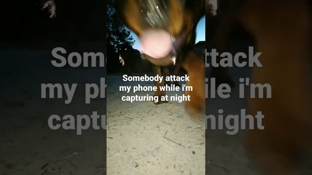 They attack my phone,while capturing at night #shorts #doglover #rottweiler