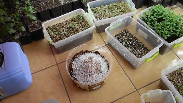 Как я выращиваю "Маракую Северную" из семян смотреть онлайн