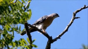 Тювик - Accipiter brevipes