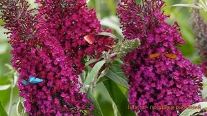 Буддлея давида Шуга Плам (sugar plum) ? обзор: как сажать, саженцы буддлеи Шуга Плам