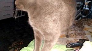 Почему кошки перебирают лапами