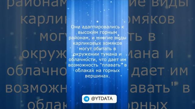 data shorts. Карликовые хомяки могут плавать в облаках. #shorts #short