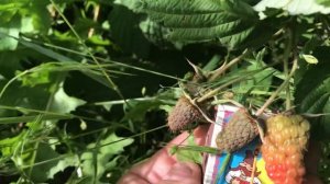 Малина Пшехиба начало созревания.