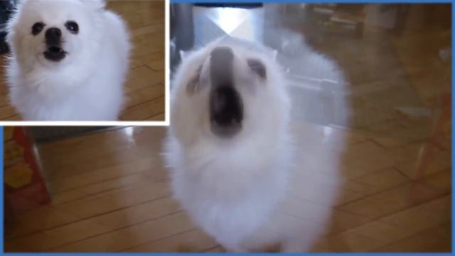 언더테일 강아지리믹스 (undertale-Death by Glamour) (gabe the dog.cover) смотреть онлайн