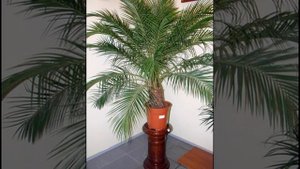 КАК ВЫРАСТИТЬ ФИНИКОВУЮ ПАЛЬМУ ИЗ КОСТОЧКИ