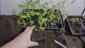 How to grow Verbena part 3 pinching out & potting on