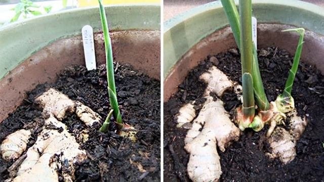 Выращивание имбиря в домашних условиях