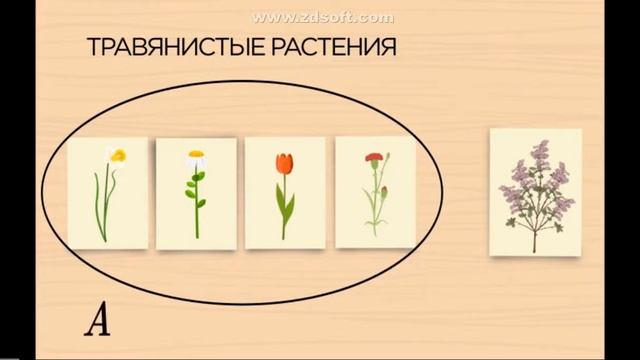 2- класс Множество и его элементы Знаки ∈ и ∉ смотреть онлайн
