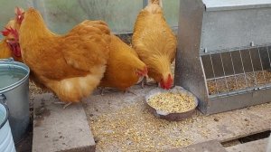 ЧЕМ КОРМИТЬ КУР НЕСУШЕК ЗИМОЙ/увеличиваем яйценоскость/готовимся к инкубации  хорошим рационом корм