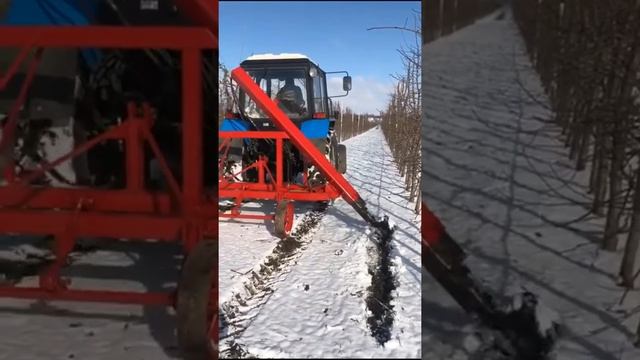 Подрезка корней плодовых деревьев