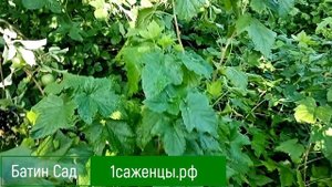 Черная смородина 6-12-221