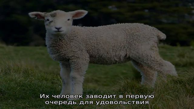 Какие бывают домашние животные