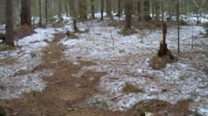 Солонцы для лося