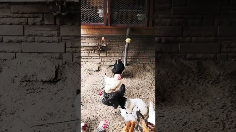 Куриный фитнес / Fitness for chickens #мастерhouse #chickens #fitness