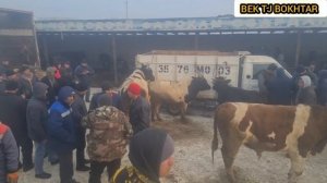 МОЛ БОЗОРИ ХОЧИ ШАРИФ Ш БОХТАР 1 ТОНАГА БУКАИ КАЛОН БЕХТАРИН НАВОР 20 01 2023 сол