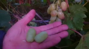 Стильный - новинка винограда селекции Калугина Виктора. Теплова Татьяна+380956118435