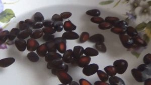 КЕДРОВЫЕ СОСЕНКИ--сажаем орешки.