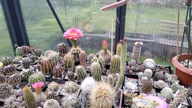 Коллекция кактусов.Эхиноцереус,матукана,эскобария,маммилярии,лобивии,эхинопсисы,трихоцереус.