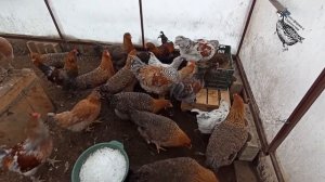 Гнезда для кур несушек! Куры обследуют гнездо