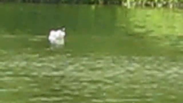 Умная птица ловит большую рыбу смотреть онлайн