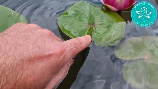 Мой новый гибрид нимфеи N185, первое цветение! Питомник нимфей Waterlilia.ru смотреть онлайн